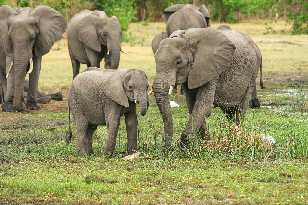 Elephant Riding Wildlifeorissa